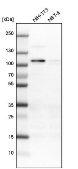 RASAL2 Antibody, Novus Biologicals:Antibodies:Primary Antibodies